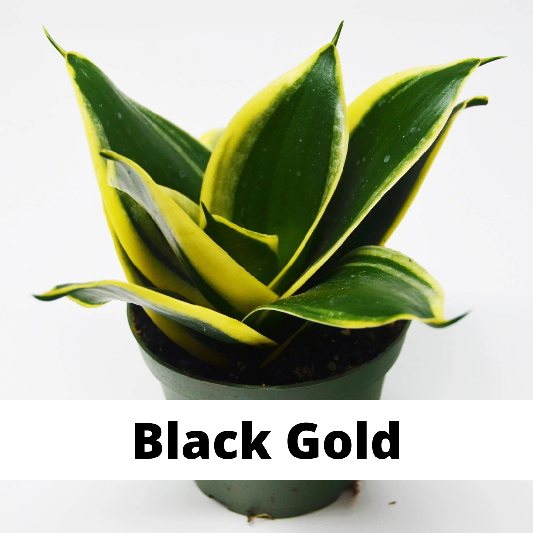sansevieria, sansevieria care, sansevieria black gold, sansevieria tips, denver plant store