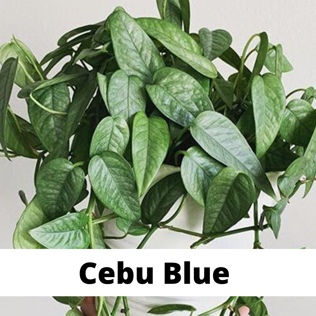 cebu blue pothos, cebu blue care, cebu blue epipremnum, pothos care, pothos varieties, cebu blue care, denver plant store