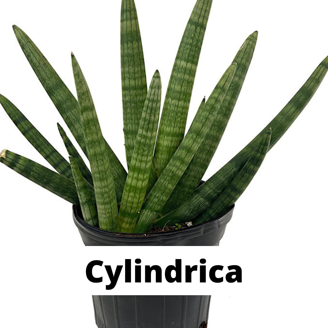 sansevieria, sansevieria care, sansevieria cylindrica, sansevieria tips, denver plant store, denver plant delivery