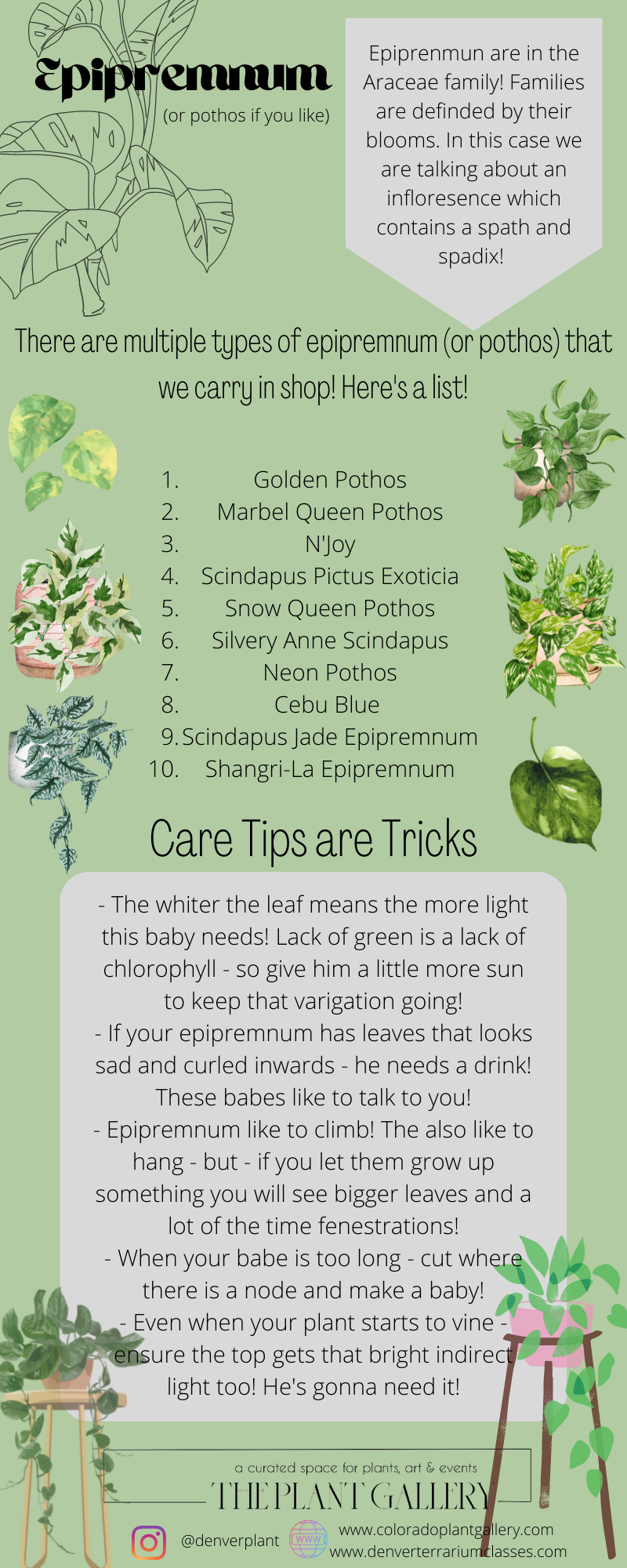 pothos, epipremnum care tips, denver plant store, pothos types