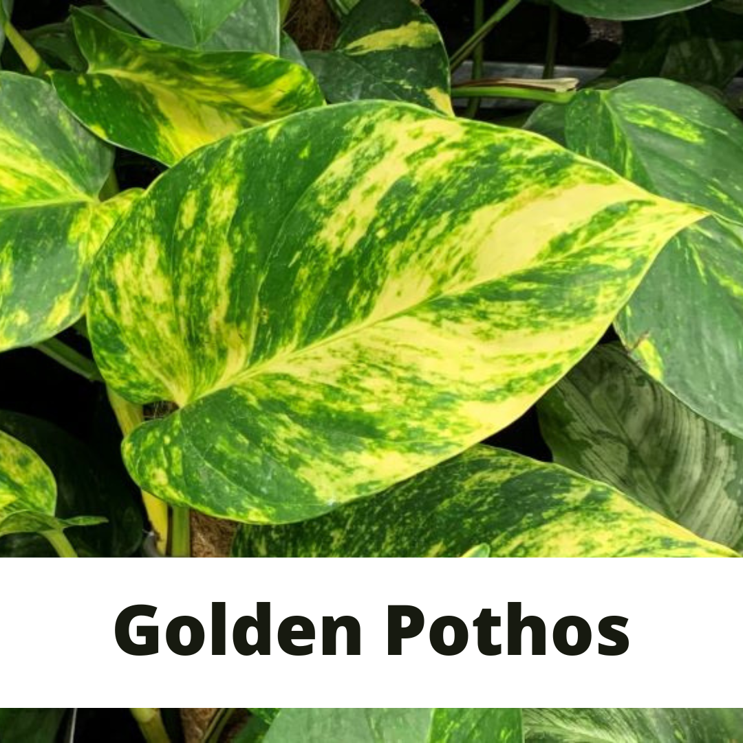 golden pothos, pothos care, epipremnum golden, denver plant store