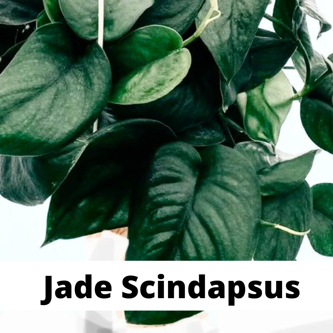 jade scindapsus care, jade scindapsus, jade scindapsus tips, denver plant store, pothos care