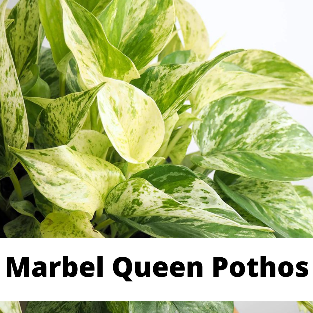 marble queen pothos, pothos varieties, denver plant store, epipremnum, pothos, pothos care
