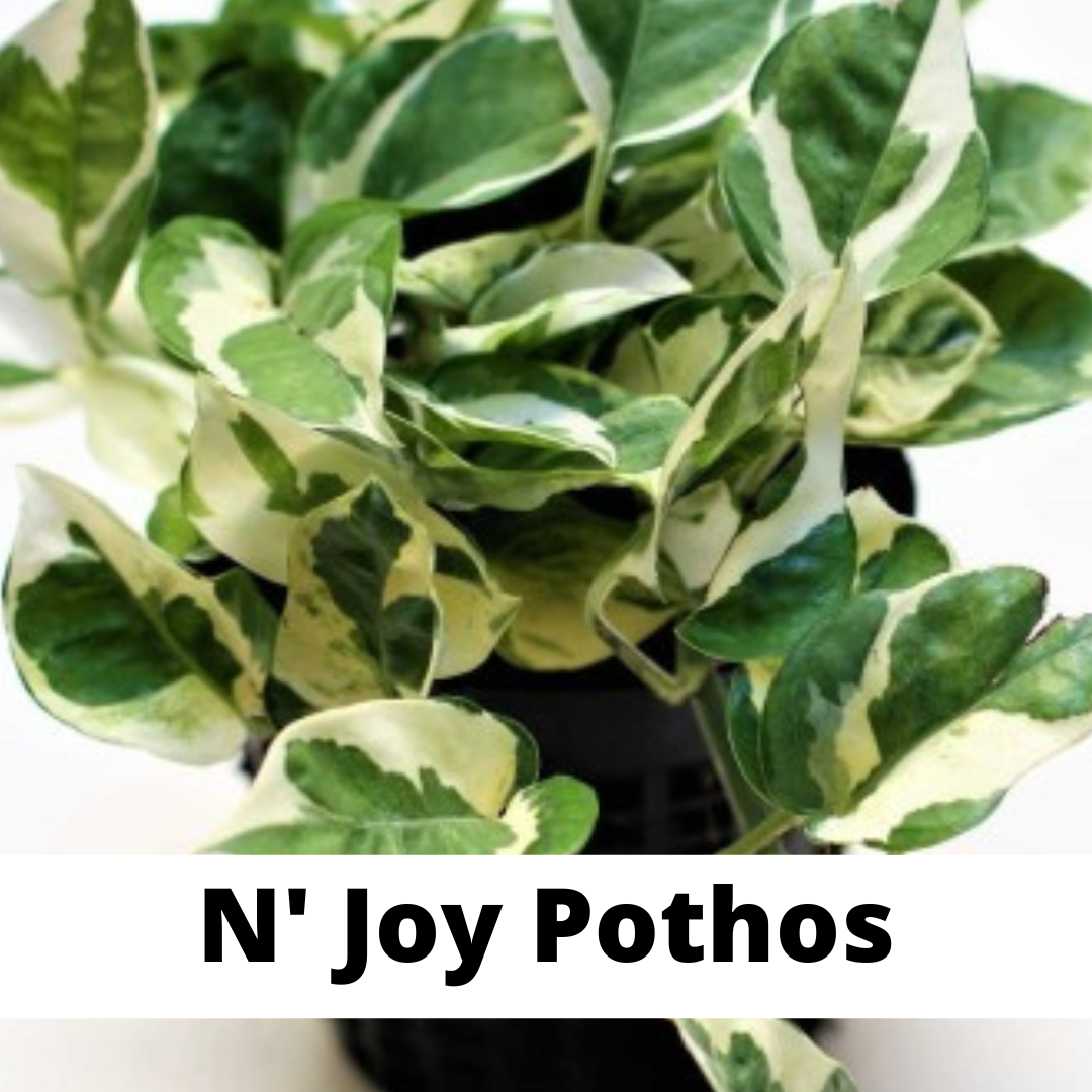 n'joy pothos, pothos n'joy care, pothos care, denver plant store, centennial co, plant tips, pothos tips