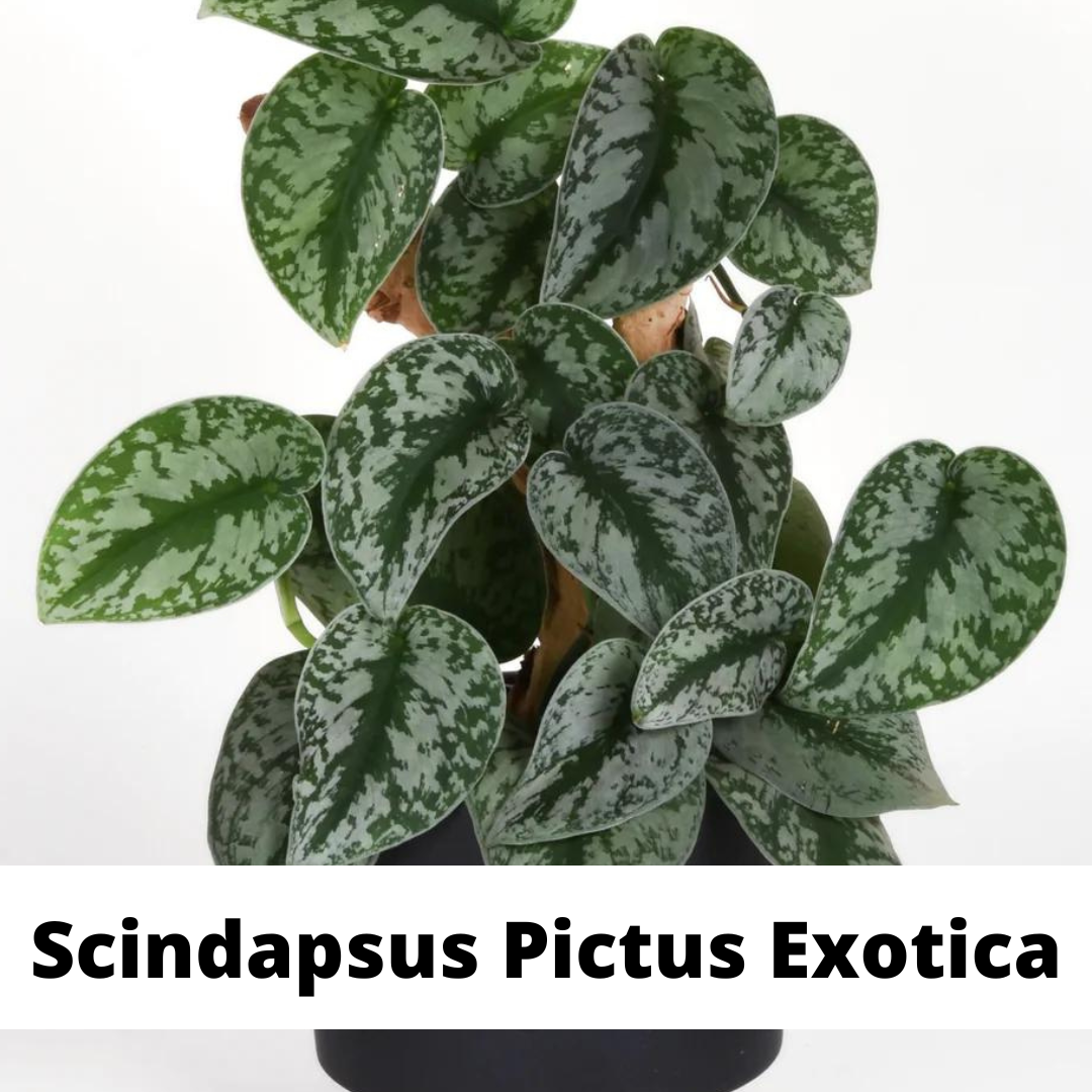 scindapsus care, scindapsus pictus exoticia, scindapsus pictus exotica care, denver plant store