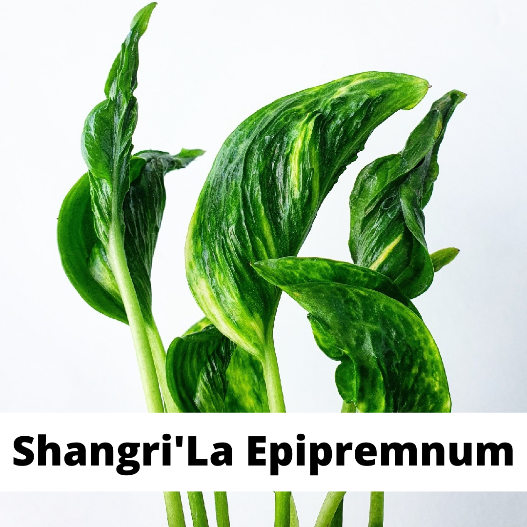 shangri la epipremnum, shangri la epipremnum care, pothos varieties, pothos care, denver plant store