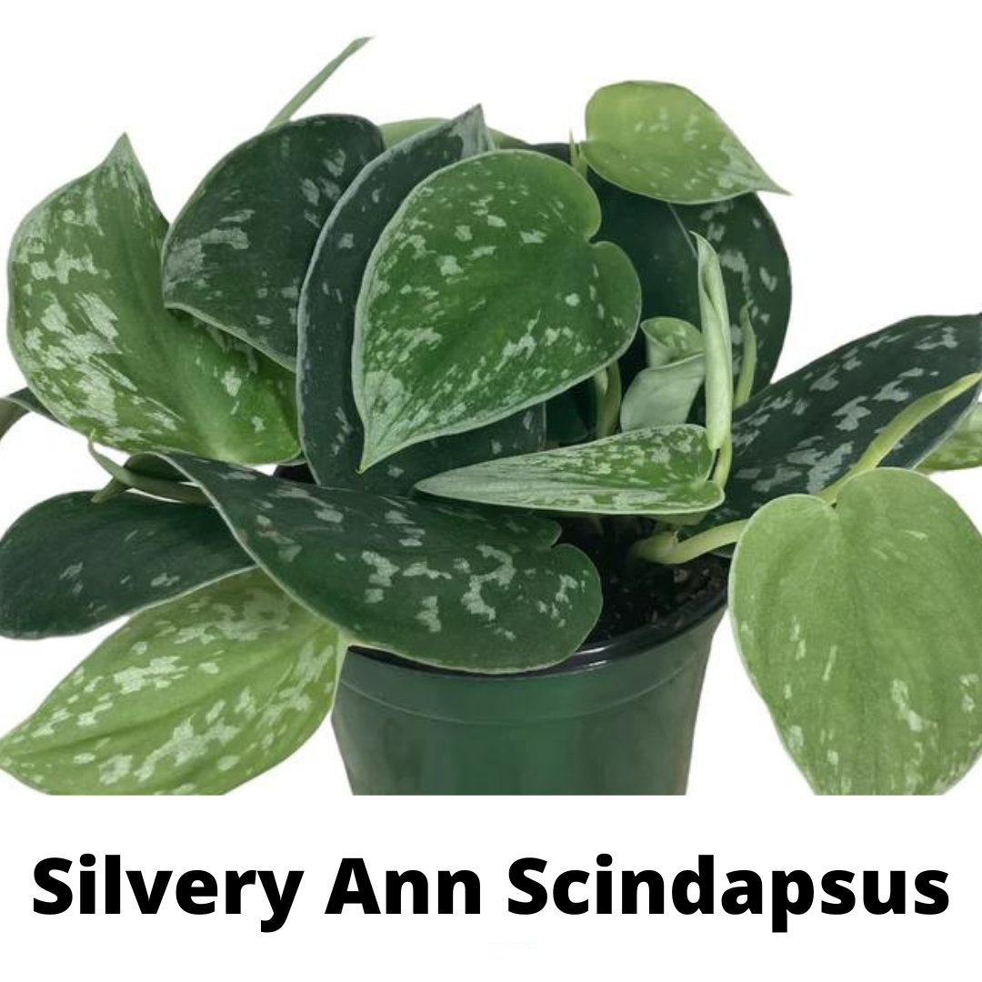 silvery ann scindapsus, silvery ann scindapsus care, scindapsus types, pothos varieties, denver plant store